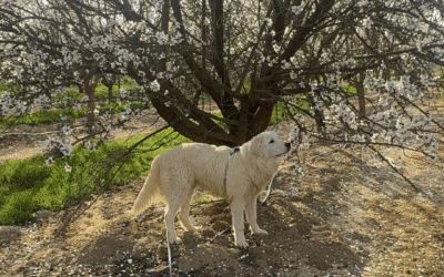 Have you ever taken your LGD for a walk?