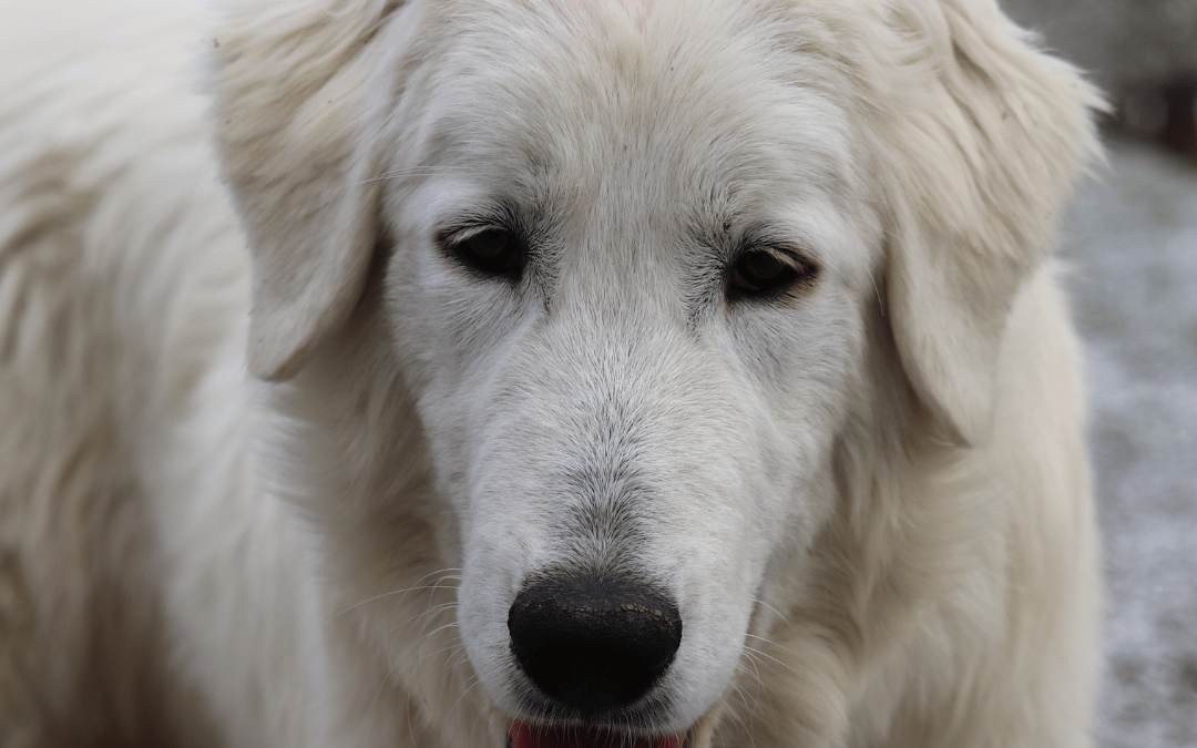 Why Ethical Livestock Guardian Dog Breeding Matters Despite Challenges