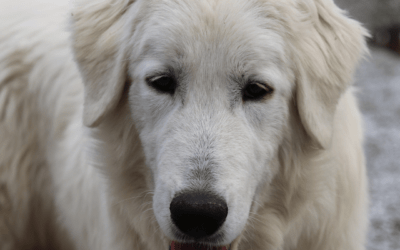 Why Ethical Livestock Guardian Dog Breeding Matters Despite Challenges