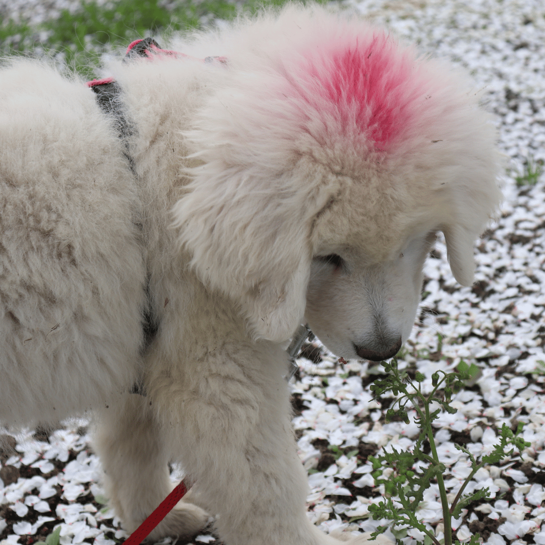 2 2 How to Get a Puppy