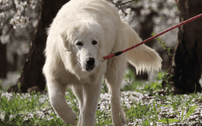 Meet Rose: A Substantial Maremma Guardian with Impressive Potential