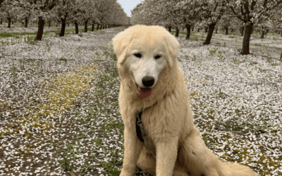 Meet Romeo, The Maremma Livestock Guardian Dog with Confidence, Character and Charm