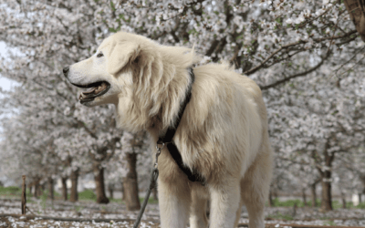 Meet Aspen: A Young Maremma Livestock Guardian Ready to Protect Your Farm