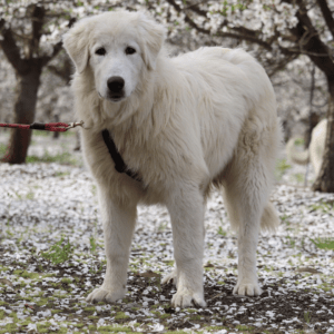 Maremma Sheepdog — Full Payment