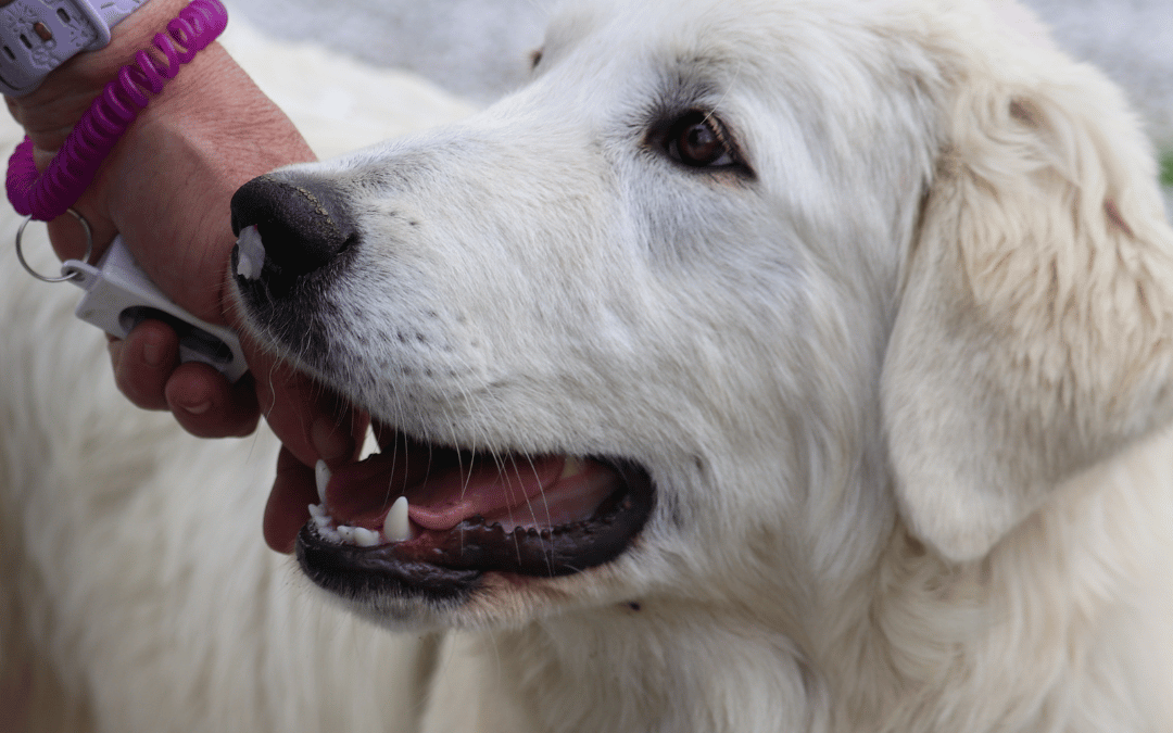 Meet Daisy: A Maremma Guardian with Character and Charm