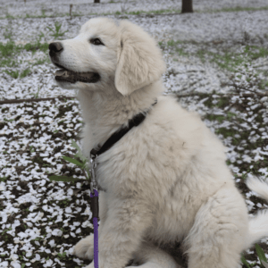 Maremma Sheepdog Reservation Fee