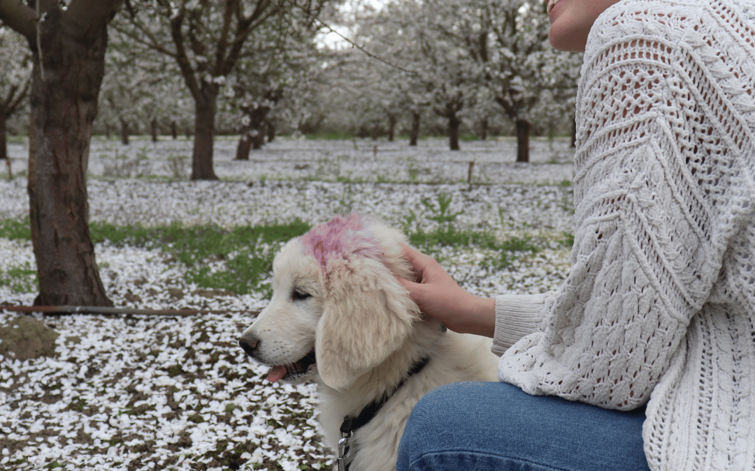 Puppy Vaccination Schedule: Our Evidence-Based Protocol for Livestock Guardian Dogs