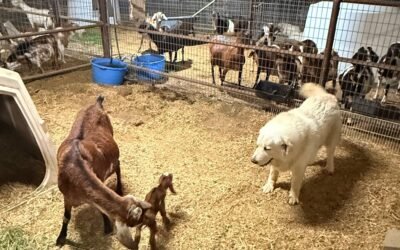 TL;DR The Doe Code 🐐 Featured LGD: Romeo