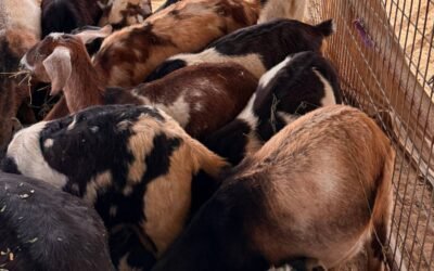 One of These Things is Not Like the Others!