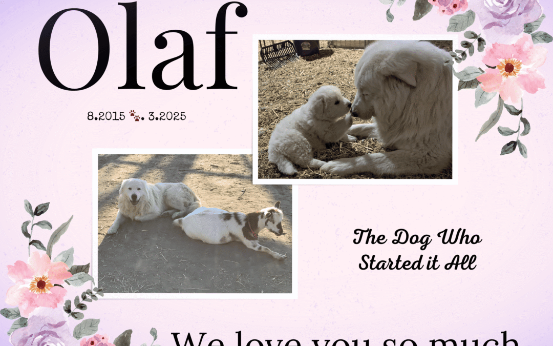 💔🦮 Honoring Olaf, the Dog Who Started it All