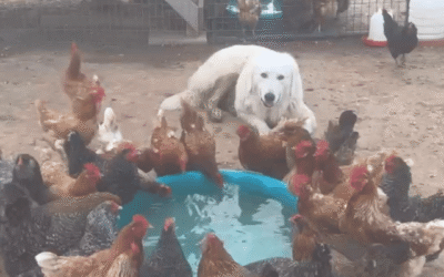 Five Unknown Benefits of Choosing Adolescent Livestock Guardian Dogs