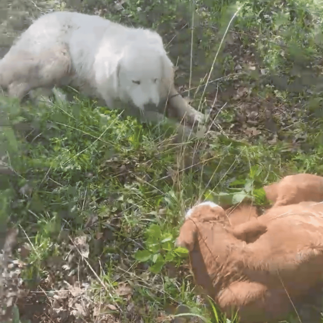 4 4 Maremma Sheepdog: The Complete Breed Guide (Temperament, Training & Real-Life Experience)