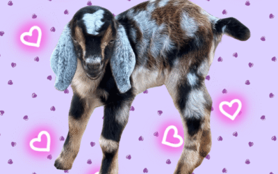 😉 Blame it on the kids………