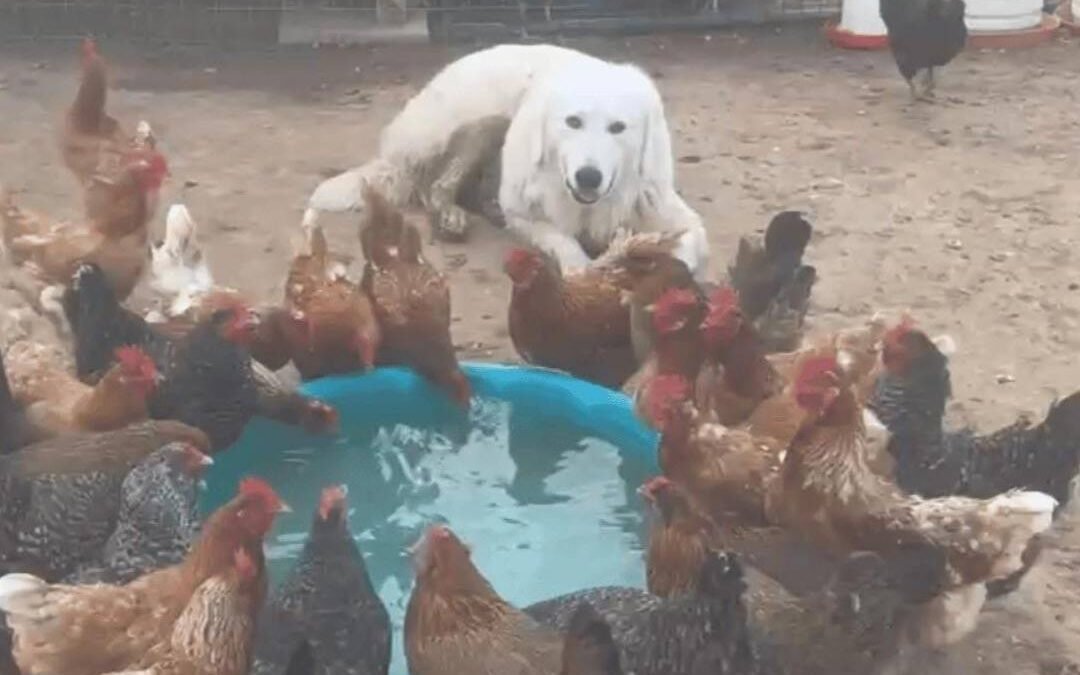 Why Older LGD Puppies Could Be Your Perfect Match!