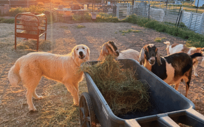 ✅ Reserve Your LGD Today for Peace of Mind