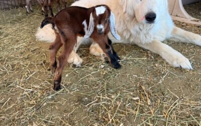 🦮Maremma Update: Reservations Filling Fast (Limited Availability Remains)