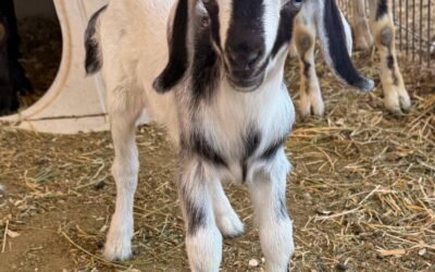 Extended Wether Giveaway & Special BOGO Offer!