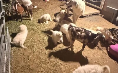 🐾 Back to Biz – Bye Vacay, Time to Train Pups!