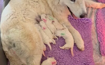 April Farm Recap: Airport Runs, Puppy Journeys, and a Hint of Exciting News!