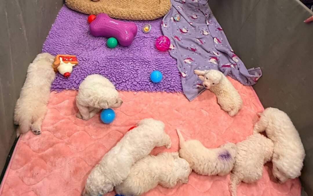 🎉 BIG NEWS! I’m Now a Karen Pryor Academy Certified Training Partner!