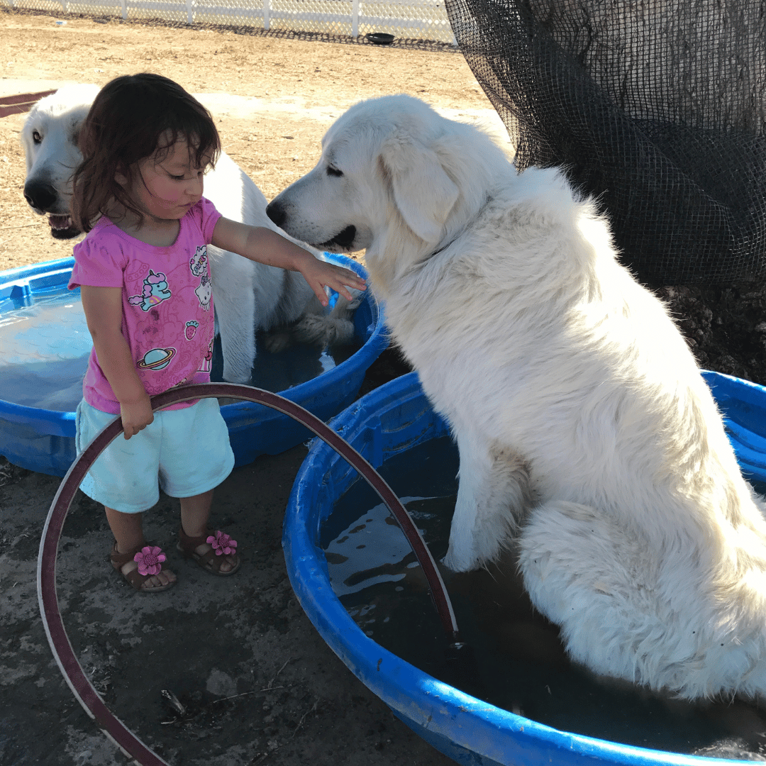 3 3 How Can I Keep My Maremma Sheepdog Cool in the Summer Heat?