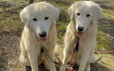 🐶 🎉 Celebrate June ’24 Maremma Pups’ 1st Bday!
