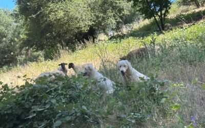 Contest Winner Update + Free Wethers Available (First Come, First Served!)