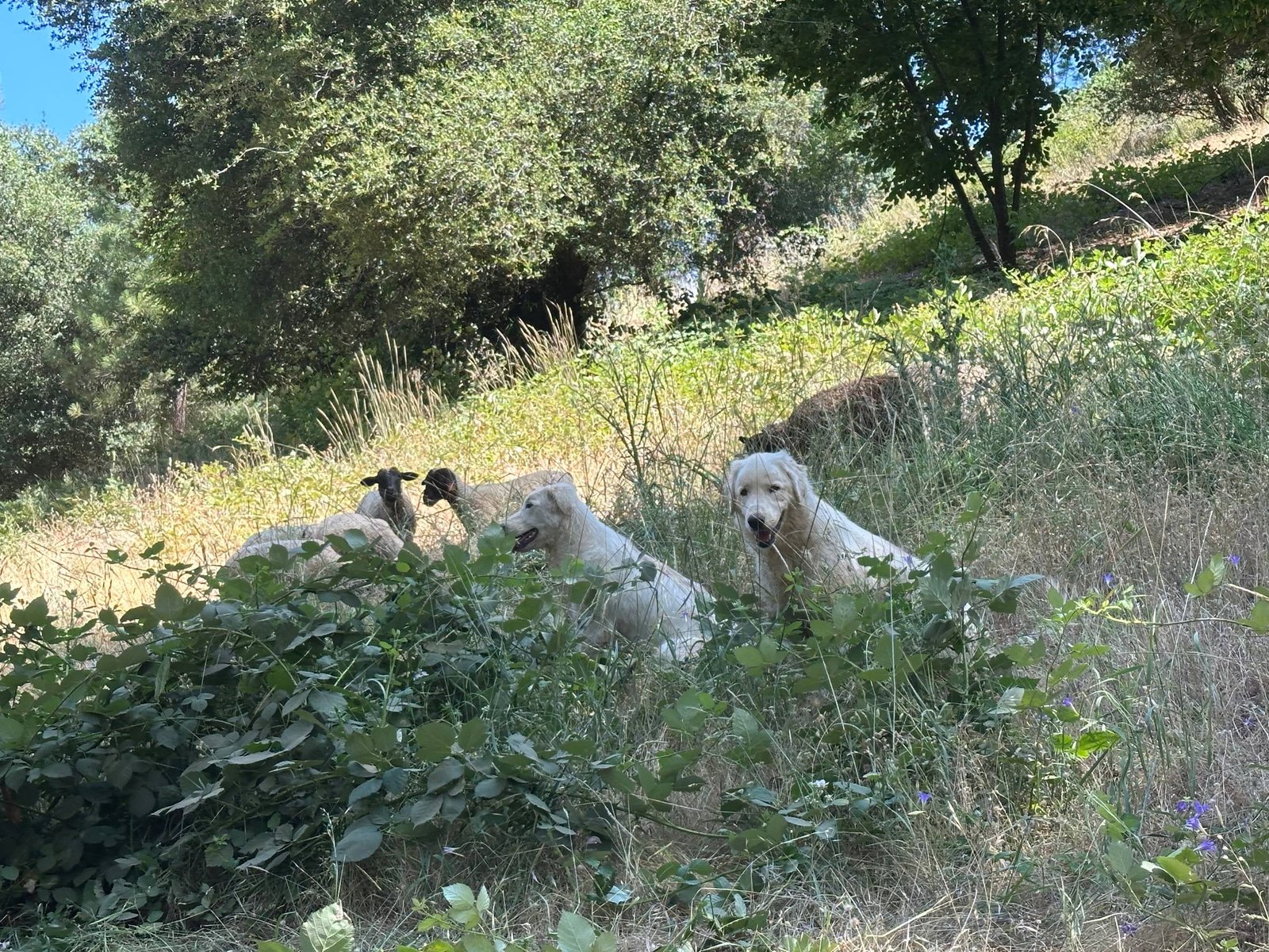 Maremma sheepdogs guarding sheep on a grassy hillside