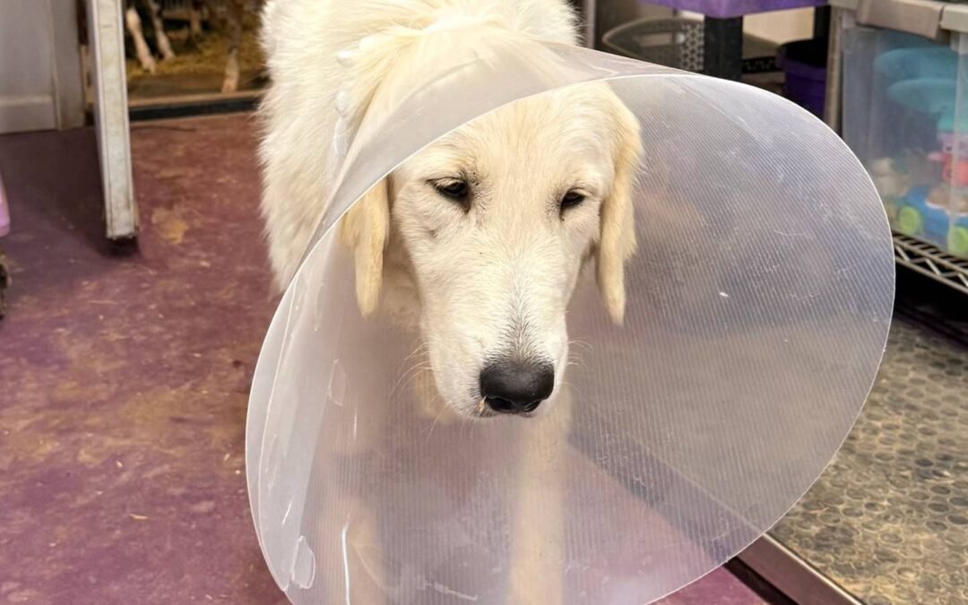 ‼️The surgery that could save your LGD’s life (Romeo & Pele’s story)