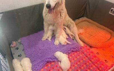 😢 My husband hates my business (but here’s why I do it anyway)