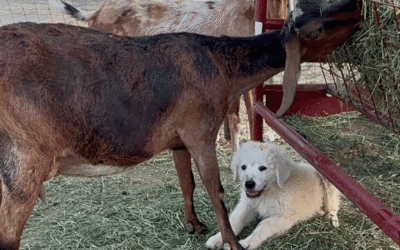 Protect Your Valuable Livestock Guardian Dog: Why Insurance Can’t Wait