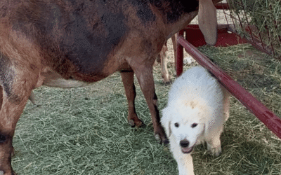 The Critical Window: Why Early Socialization Makes or Breaks Your Livestock Guardian Dog