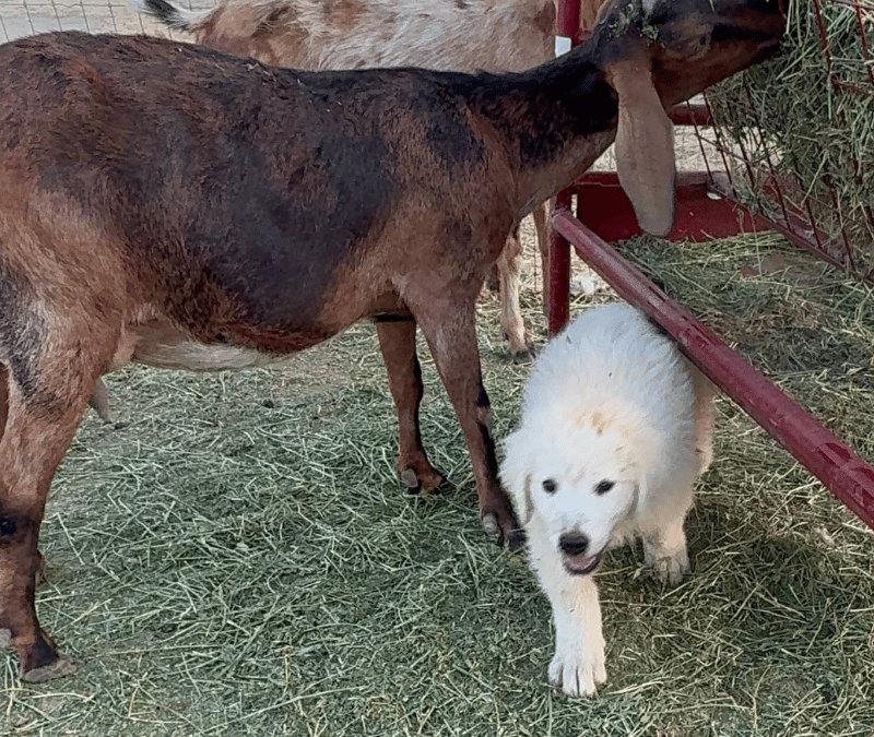 The Critical Window: Why Early Socialization Makes or Breaks Your Livestock Guardian Dog