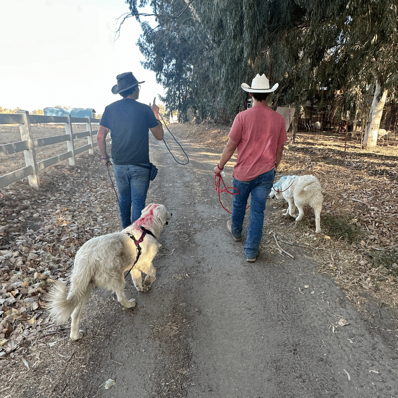 8 8 1 How to Get a Puppy