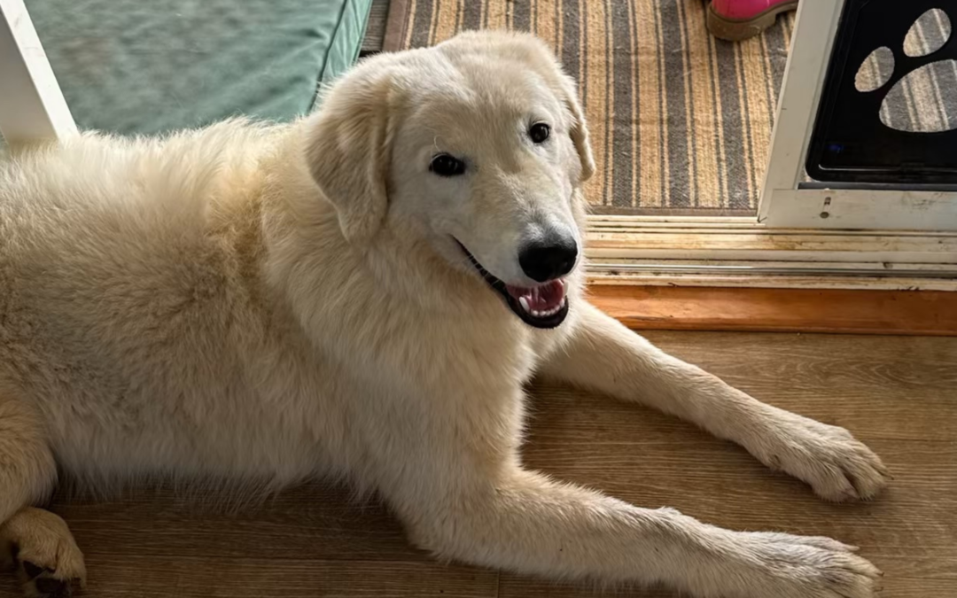 The One Thing Most Maremma Sheepdog Owners Skip (But Shouldn’t)