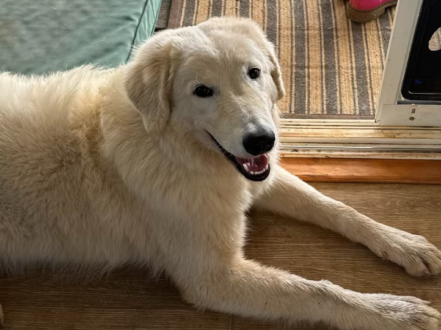 The One Thing Most Maremma Sheepdog Owners Skip (But Shouldnt)