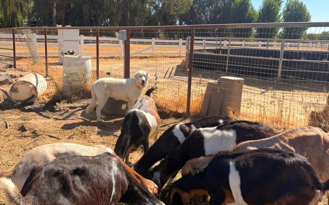 ✅ The Two-Step Formula for Livestock Guardian Dog Success (Most People Skip Step Two)