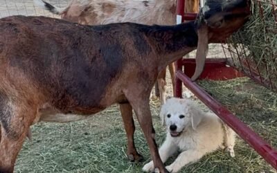 🐶These Puppy Owners Did Everything Right (Including This One Critical Thing)