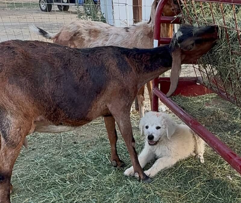 🐶These Puppy Owners Did Everything Right (Including This One Critical Thing)