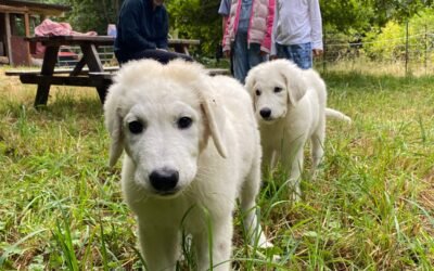 New Maremma Puppies Bring Joy and Peace of Mind 💜