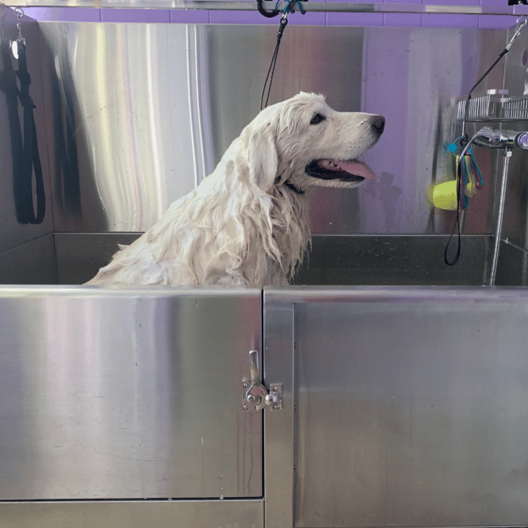 The Ultimate Guide to Grooming Your Livestock Guardian Dog