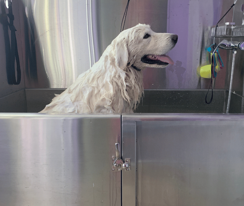 The Ultimate Guide to Grooming Your Livestock Guardian Dog