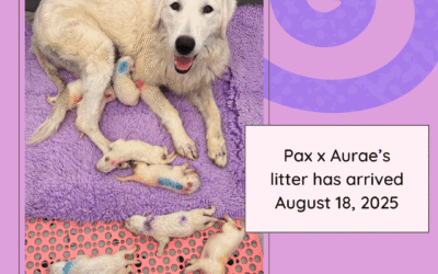 Important: If You Applied for a Maremma or Goat and Didn’t Hear Back…