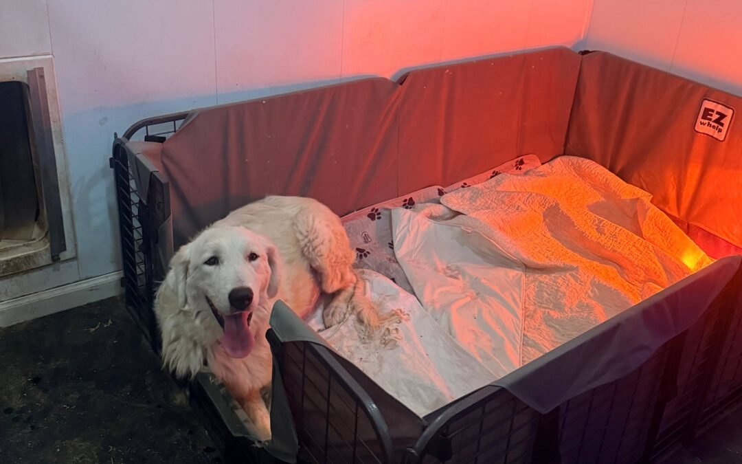 Surprise pupdate! 💜