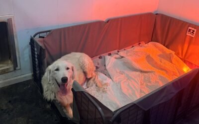 Surprise pupdate! 💜