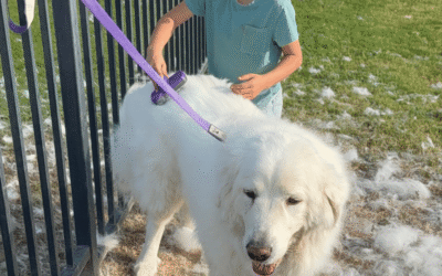 Book Review: “Grooming Without Stress, Safer, Quicker, Happier” by Terrie Hayward, Jay Andors & Anne Francis