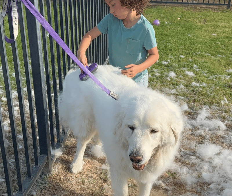 Book Review: “Grooming Without Stress, Safer, Quicker, Happier” by Terrie Hayward, Jay Andors & Anne Francis