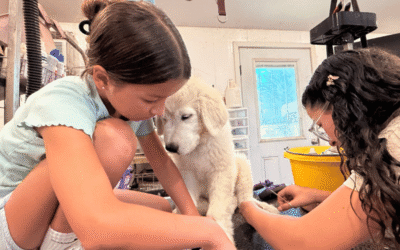 👉✅ Master the Art of LGD Grooming Today!