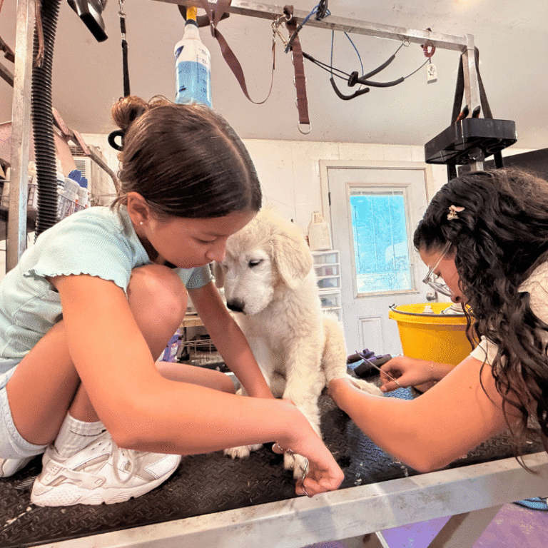 👉✅ Master the Art of LGD Grooming Today!