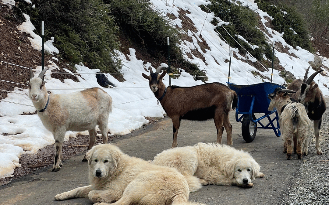 Why Ethical Livestock Guardian Dog Breeding Matters Despite Challenges